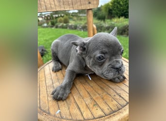 Französische Bulldogge