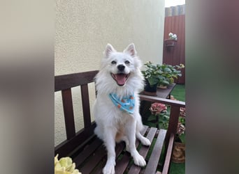 Gino SR – Sanfter Spitz-Rüde mit Herz sucht liebevolles Zuhause