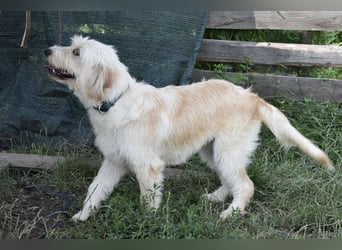 Pfiffige Suki sucht ihre Menschen