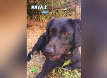 Maya,geb.05/24,kuschelbedürftiges Labrador-Mix Mädchen sucht ihre Familie