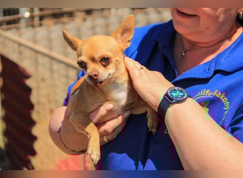 Parfis PP – Sanfte Chihuahua-Dame sucht liebevolles Zuhause