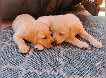 Reinrassige Labradorwelpen