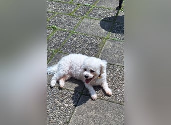 Bichon Frise Weibchen knapp 2 Jahre alt mit Stammbaum