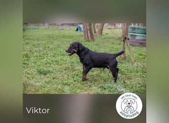 Viktor: Hält das Tierheim kaum aus