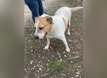 Lilly – abenteuerlustiger Sonnenschein sucht ihre Herzensmenschen