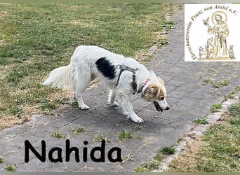 Nahida - Charme und Anmut auf vier Pfoten