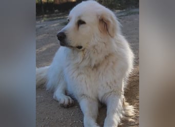 Mr. White: Ein liebevoller XXL-Teddybär sucht ein Zuhause zum Kuscheln