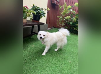 Emma SR – Kleine Hündin sucht liebevolles Zuhause