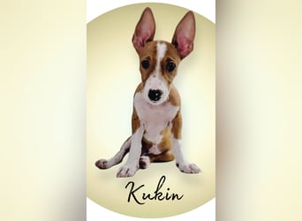 Kukin, ein freundlicher kleiner Kerl
