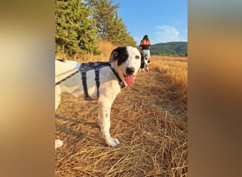 Kleiner Schatz Harper