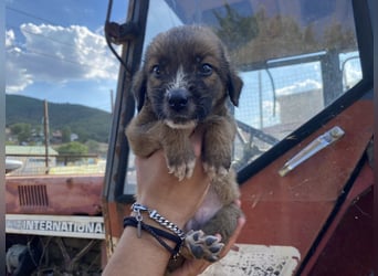 Tito – kleiner Held sucht sein Zuhause!
