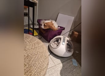 Leon verliert sein Zuhause