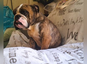  Heidi – kleine English Bulldog-Lady sucht Rasseliebhaber