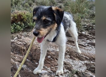 Tobi, charmanter kleiner Knopf, katzen hunde Menschenfreund