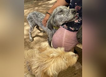 Nadine-liebe, verträgliche Setter-Mix-Hündin sucht ihre Familie