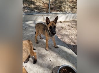 Malinois Mädchen LILO (Juni 2024) sucht eine Familie!