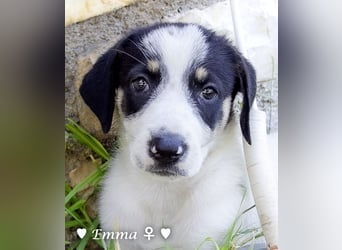 Erin, Emma, Eckie und Enya suchen ein Zuhause