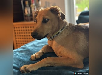 Elay, ein Herzenshund sucht sein Glück, PS in 94078 Freyung