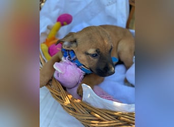 Barney LM - Zuhause gesucht – Neun kleine Hundekinder auf großer Mission