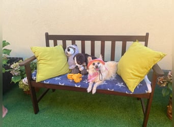 Nara SR – kleine Spitz-Prinzessin sucht endlich ihr Glück