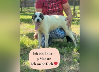 Phila - 9 Monate - mittelgroß
