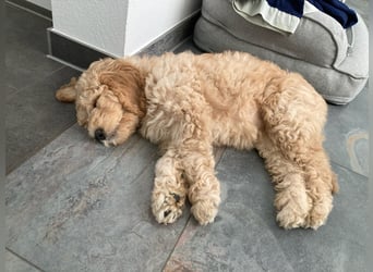 Wurfankündigung Labradoodle F1B Welpen