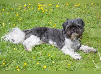 Sir Bobby - kinderlieber, gut erzogener Schatz - Tierhilfe Franken e.V.