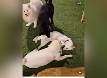 Buddy sanfte Seele sucht Familie fürs Leben
