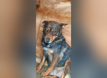 Gnadenplatz für Lady gesucht