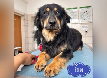 Fredi ein wundervoller Freund fürs Leben
