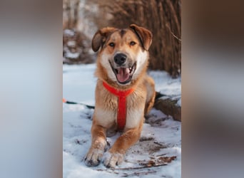 Labrador-Mix Loki sucht Familie