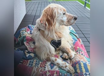 Journey - er sucht sein Für-immer-Herz