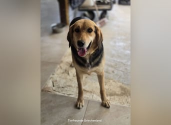 Lara sucht ein tolles Zuhause!