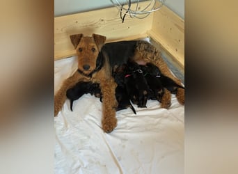 Typvolle Airedale Terrier Welpen aus Leistungszucht VDH/KfT