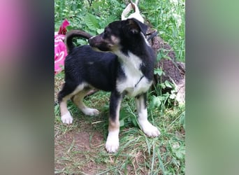 Hundekind „Monika“, ausreisebereit Ende Juni 2025, sucht Familie