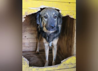 R O V E R , 3-jähriger Rüde, SH ca. mittelgroß – groß, freundlich, verspielt, verschmust, sozial