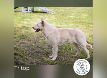 Tritop: Wartet auf liebevolles Zuhause