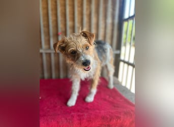 Figo, Foxterrier-Mix, Rüde, geb. am 01.01.2024, 40 cm