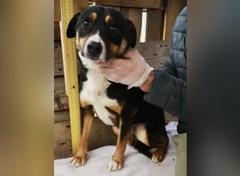 Franjo sucht warmes & liebevolles Zuhause