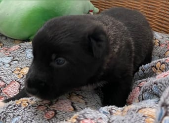 Border Collie Mischlings Welpen