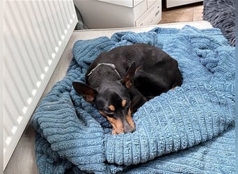 Max, Pinscher, geb. 2014, unternehmungslustiger Senior su. verständnisvolles Zuhause