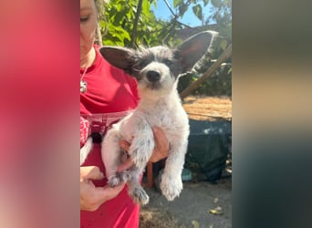 Lobo, geboren 30.03.2025, 23cm sucht seine Menschen