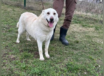 Fibi, geboren 01.06.2021, 50cm sucht ihr Körbchen