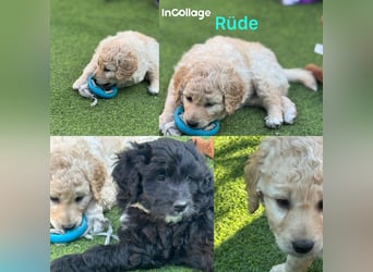 Labradoodle