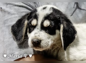 Millie, Marla, Mona und Monja (reserv.) suchen ab Mitte September ein Zuhause