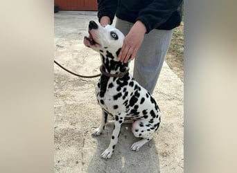 Dius, 3 Jahre, 57cm sucht ihr Körbchen