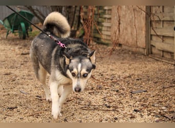 Dakota-VA – Schönheit mit Husky-Charme sucht Rasseliebhaber