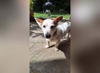 Corgi Mischlings-Rüde Peppi (Strolch) sucht sein Glück