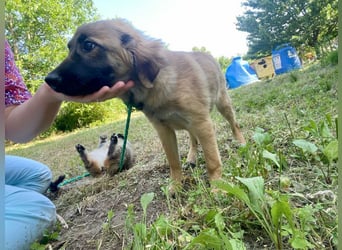 Bella - neugierige, aktive, verspielte Hündin / z.Zt. noch in Rumänien
