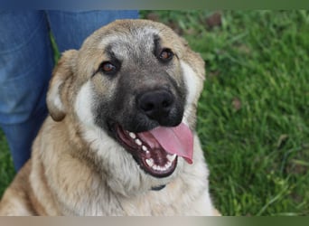 Hübscher Rufus sucht ein Zuhause